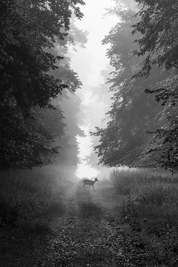 A lone deer walks through a tree-lined avenue near Charlecote, Warwickshire