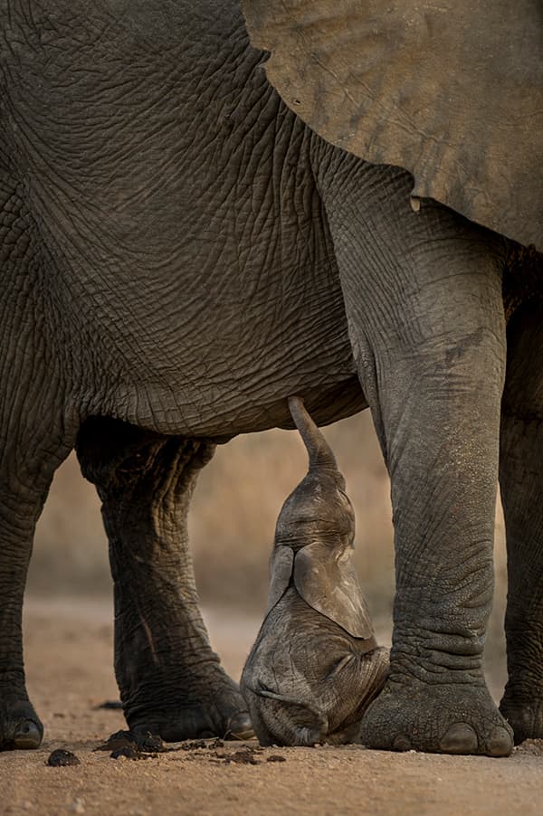 An elephant calf feeds from its mother’s milk. Image by Ross Couper
