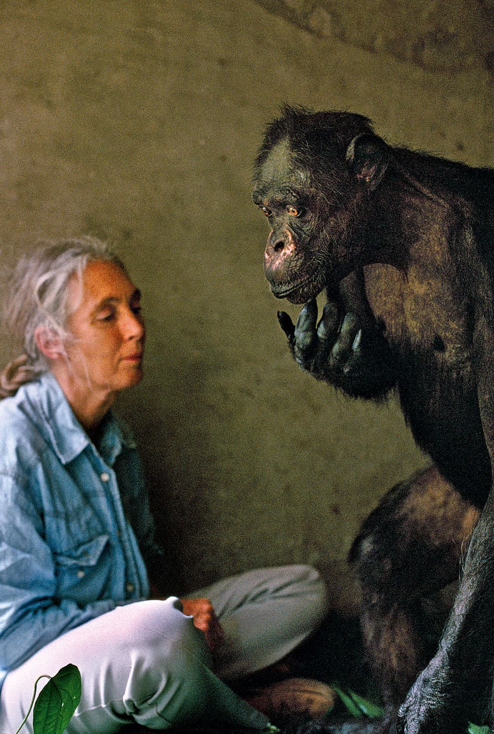 A Wild Life Jane Goodall and Gregoire