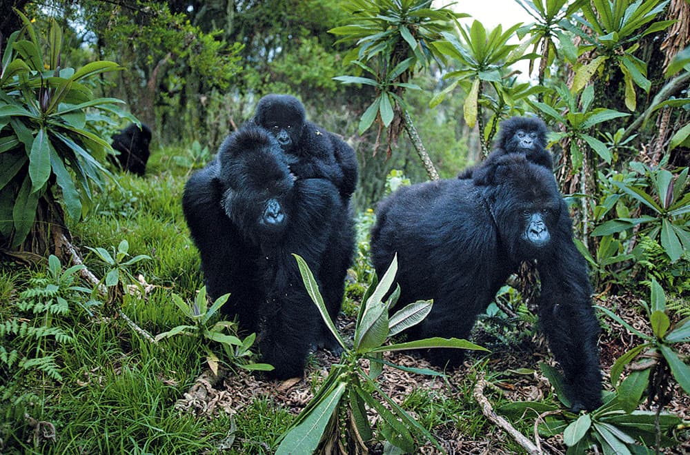 A Wild Life Mountain Gorillas