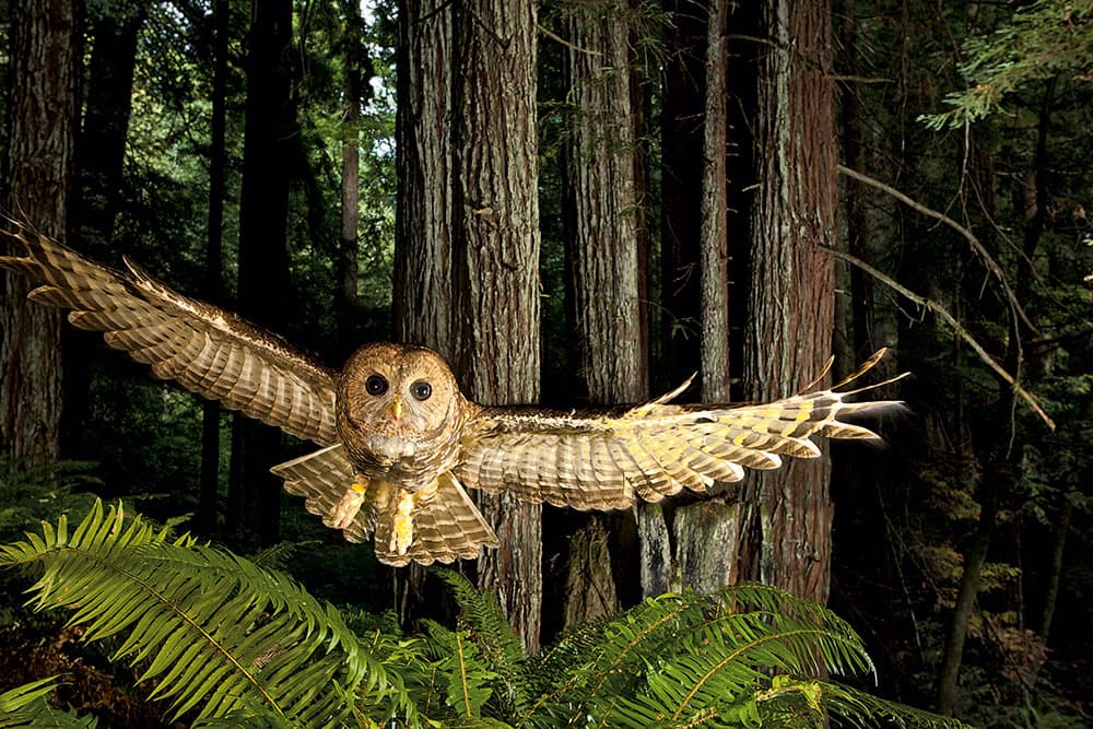 A Wild Life Northern Spotted owl