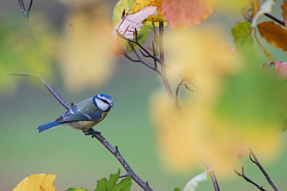 Garden birds use seasonal props